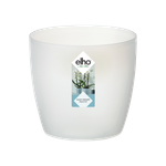 brussels orchid 16cm trasparente